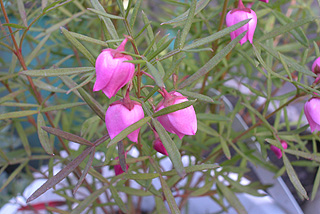 ボロニア・ヘテロフィラ