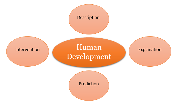 human development theories