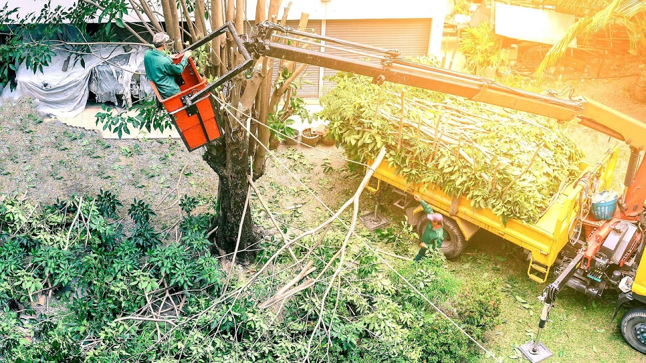 The Tree Man Tree Service Tree Choices