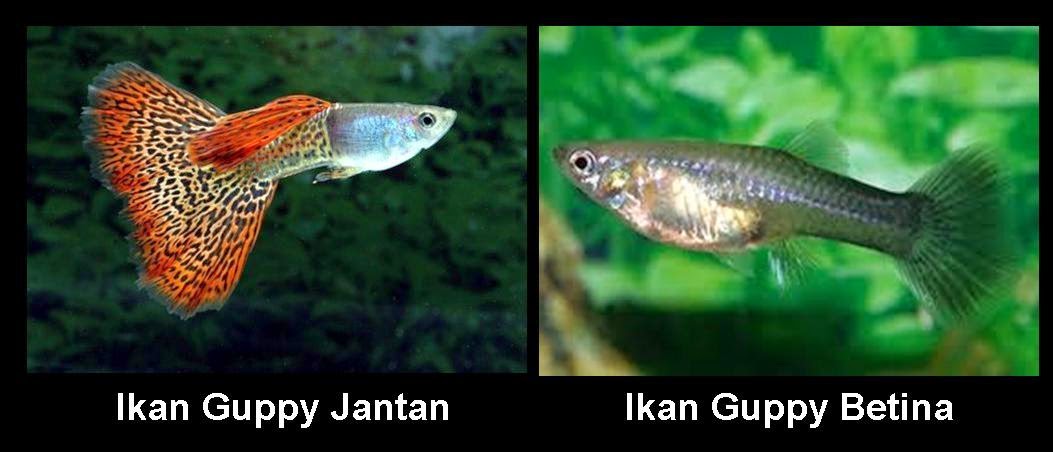 Cara sederhana membedakan ikan  Guppy jantan  dan  ikan  Guppy 