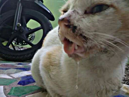 Ilustrasi gambar penyakit pada kucing di area mulut