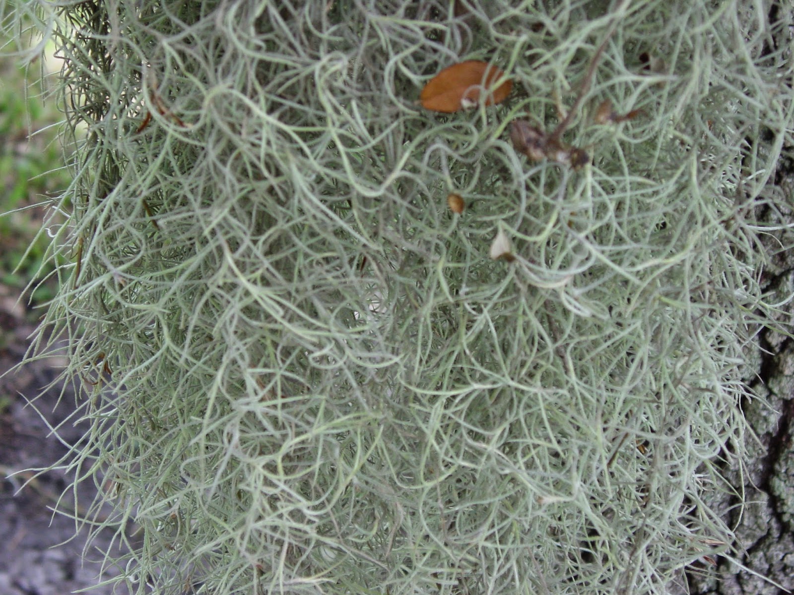 University of Florida/IFAS Charlotte County Extension Please don’t