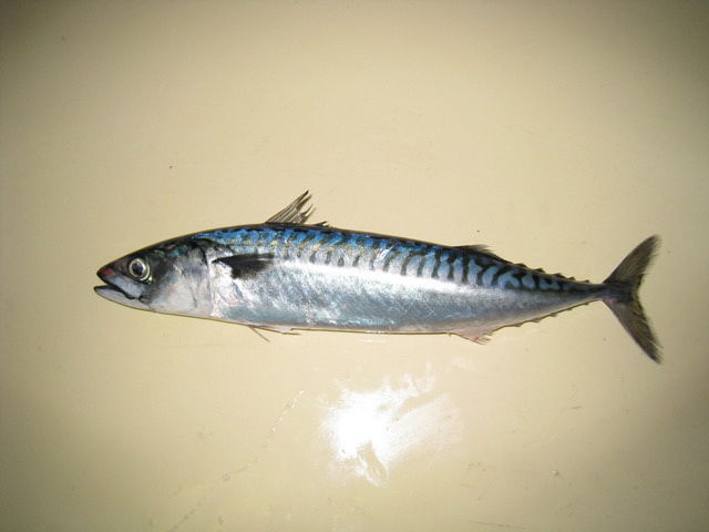 Gambar Ikan Tenggiri