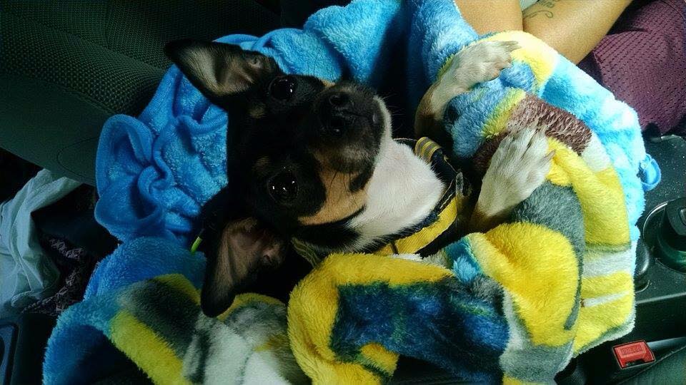 DIY Projects With The LeBanes DIY CenterConsole Dog Carseat