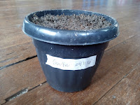 Garlic pot properly labeled with date