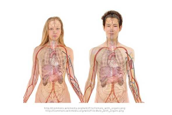 human-organs-اعضاء-جسم-الانسان