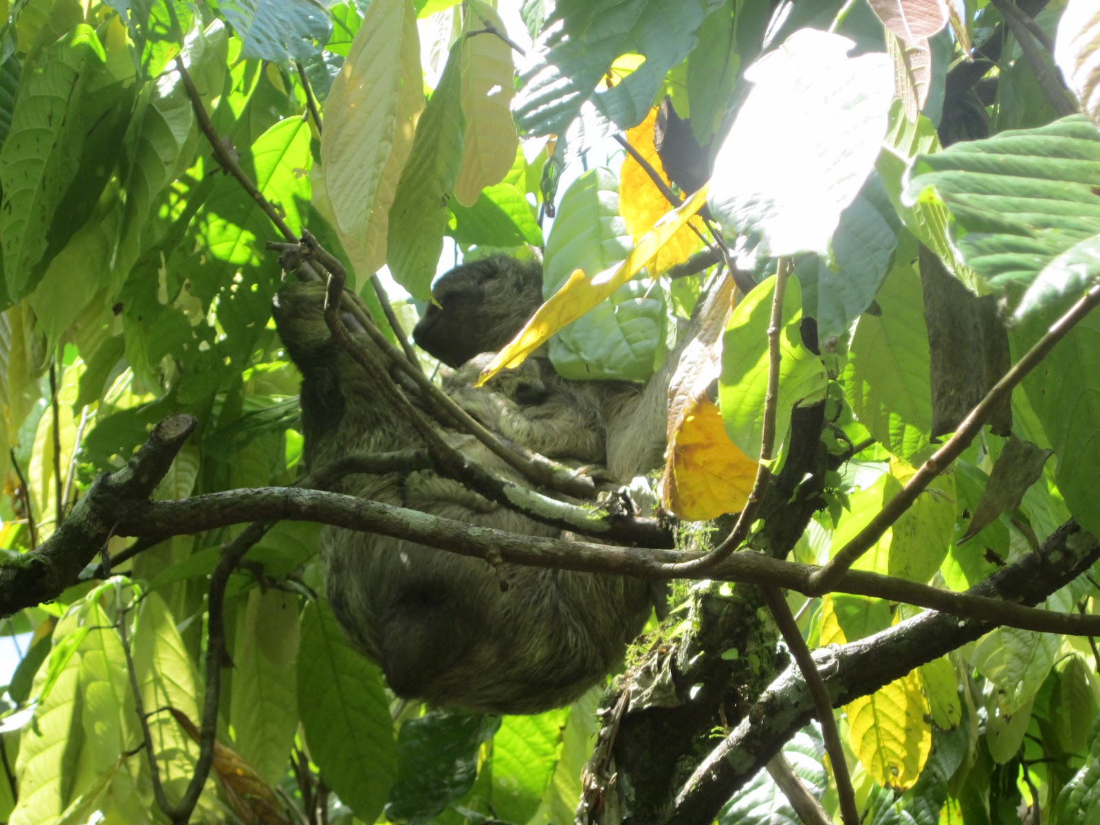 Aventuras en Costa Rica: CHOCOLATE CHOCOLATE CHOCOLATE!