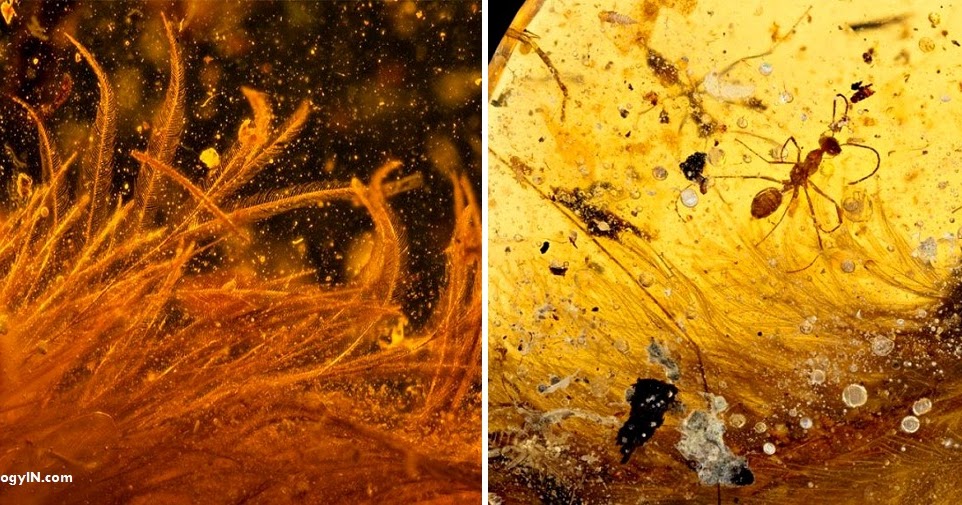 dinosaur tail in amber 2020