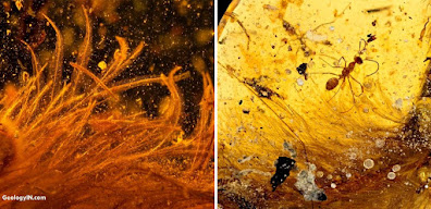 Scientists Discover Beautiful Feathered Dinosaur Tail Trapped in Amber