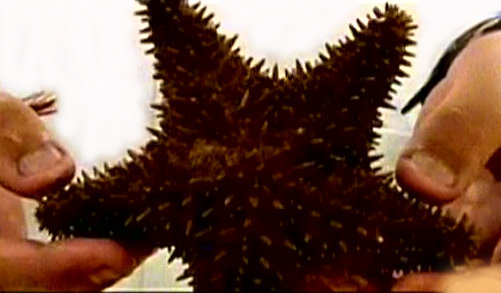 Hewan Unik Terbaru 2012 - ["Berbagi Ilmu"]