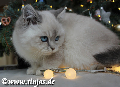 Katzenbaby Britisch Kurzhaar blue golden tabby point Kitten blaue Augen