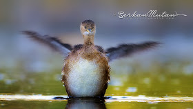 Little grebe Tachybaptus ruficollis
