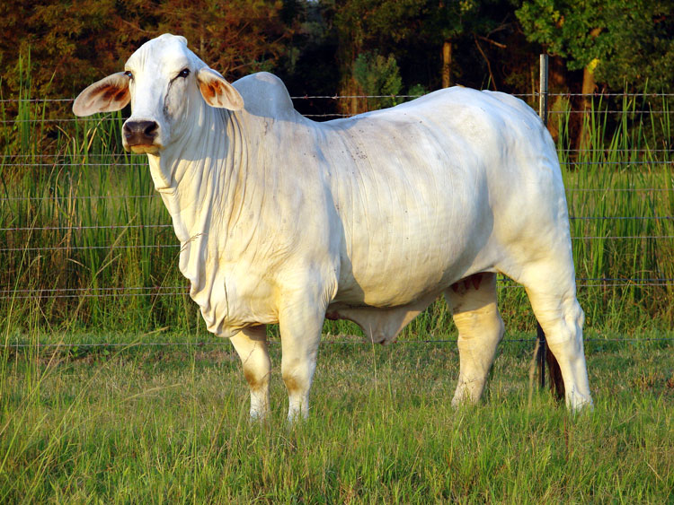 cattle range brahman bull texas cattle range brahman bull texas