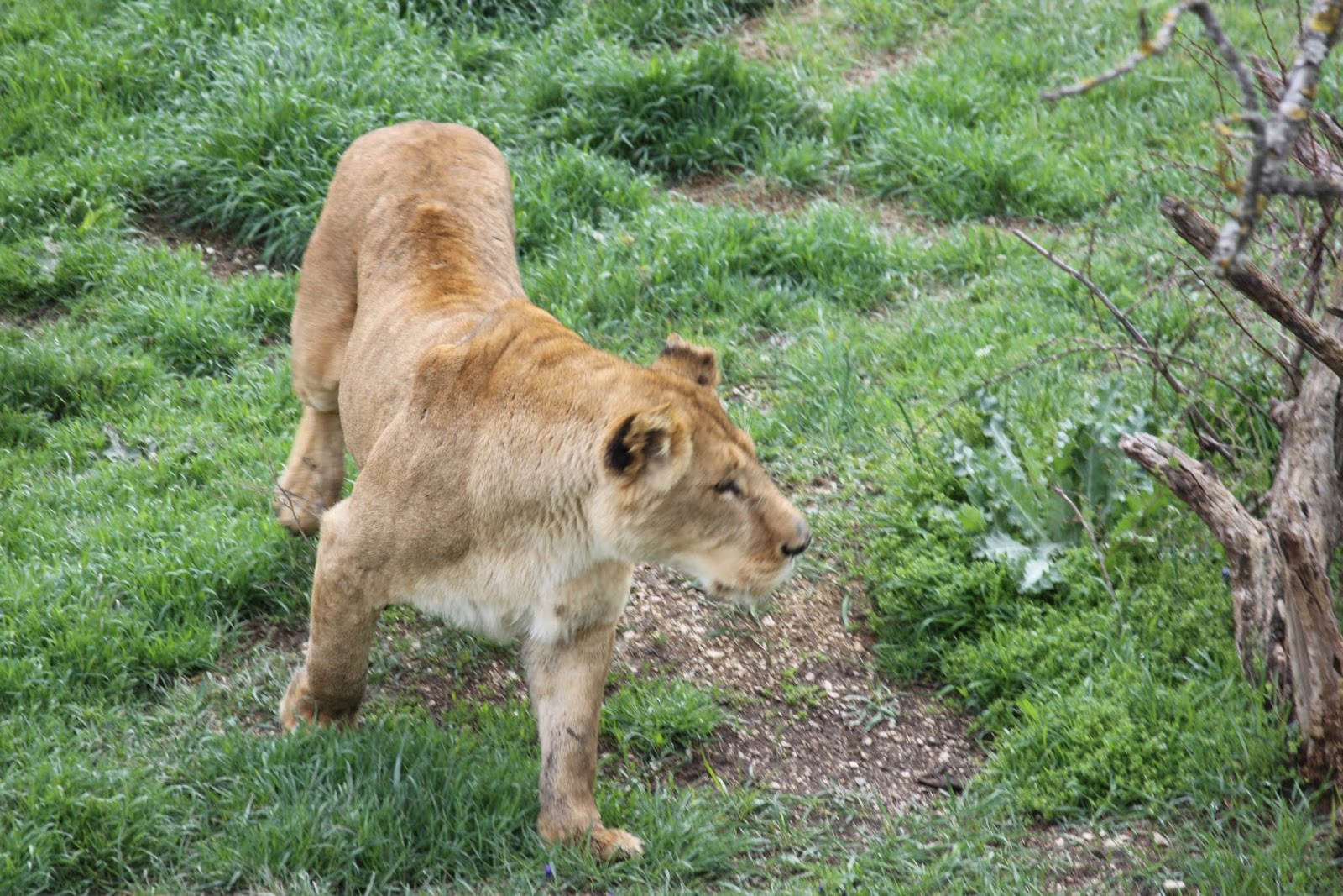 ютуб тайган степашка
