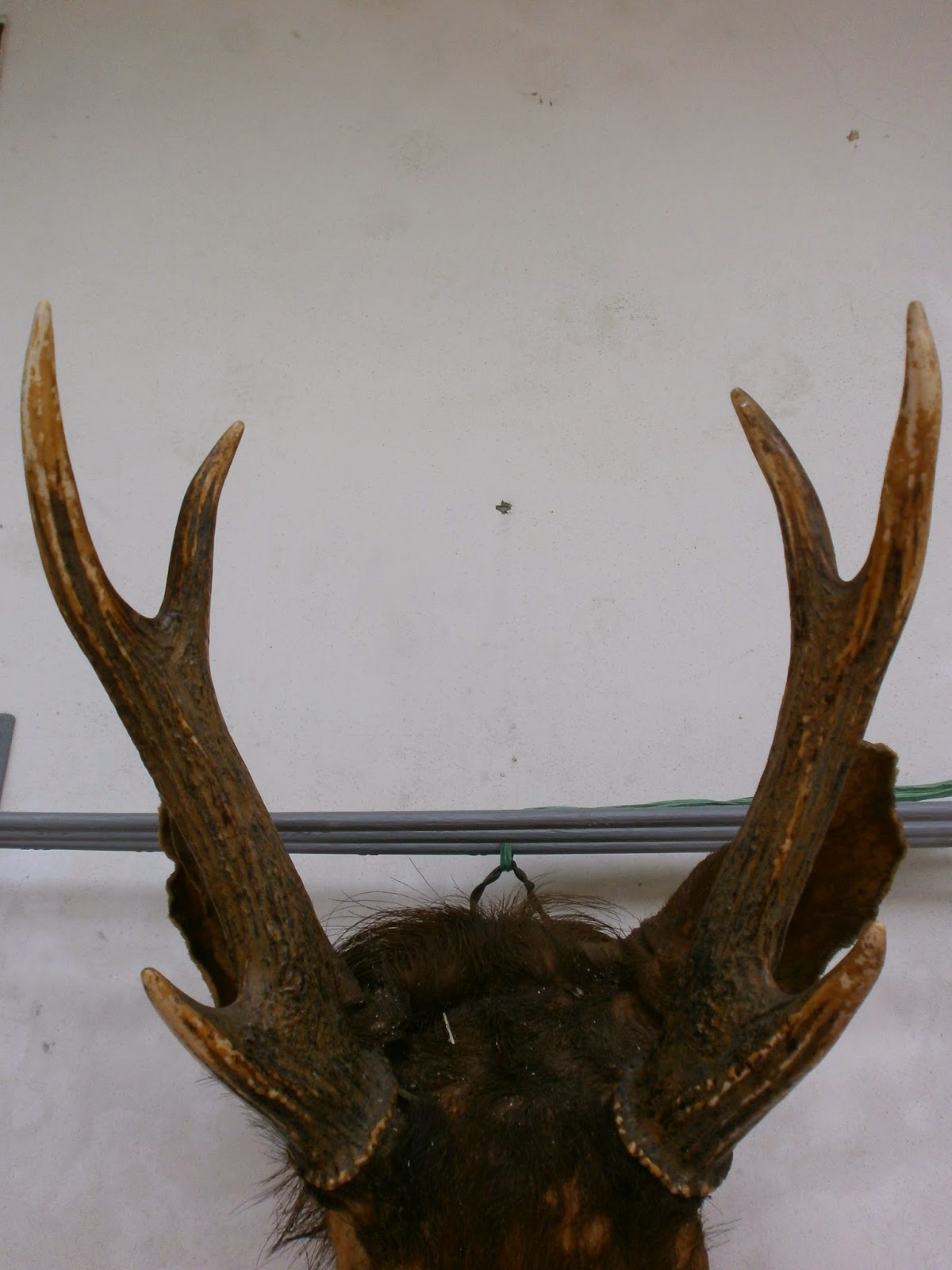 Antikpisan: Tanduk Rusa Lengkap Antik ( SOLD OUT / TERJUAL )