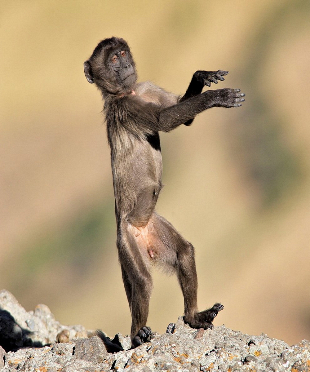 Танцующий шимпанзе. Тощая обезьяна. Худая мартышка. Стройная обезьяна. Танцующая обезьянка.