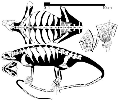 Eunotosaurus