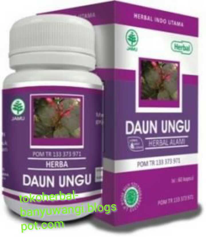 Nama Produk: Daun ungu Hiu