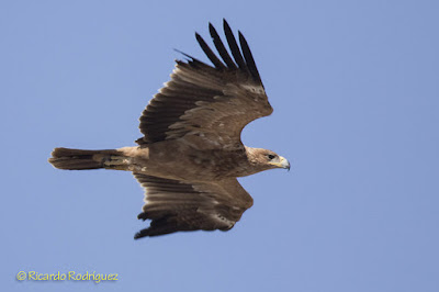 Águila imperial ibérica