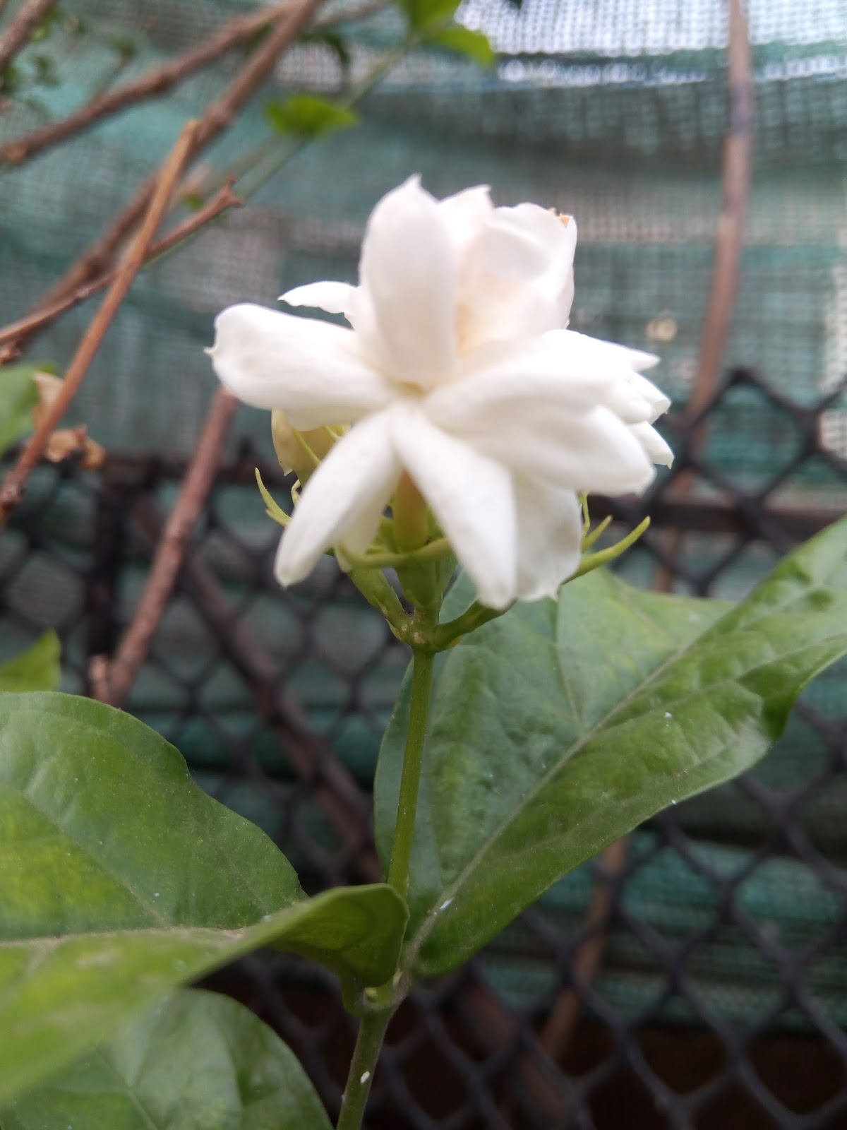 Garden Care Simplified Mogra Flowering Plants Summer Care for Keeping