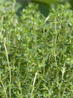 thyme,daun thyme,herbs