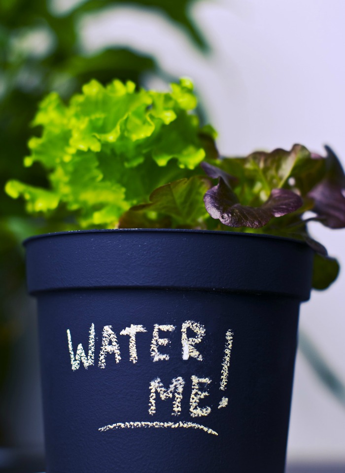 Cómo crear un jardín en macetas - Guia de jardin