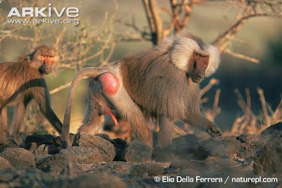 Hmadryas baboon
