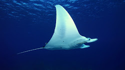 sea creatures underwater animals wallpapers backgrounds adventure desktop ocean wallpaperssea deep