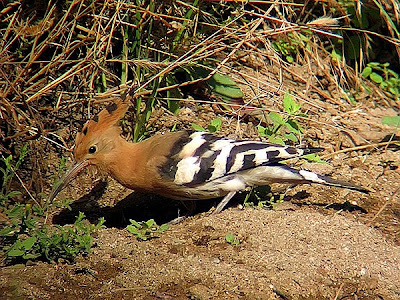 Hoopoe