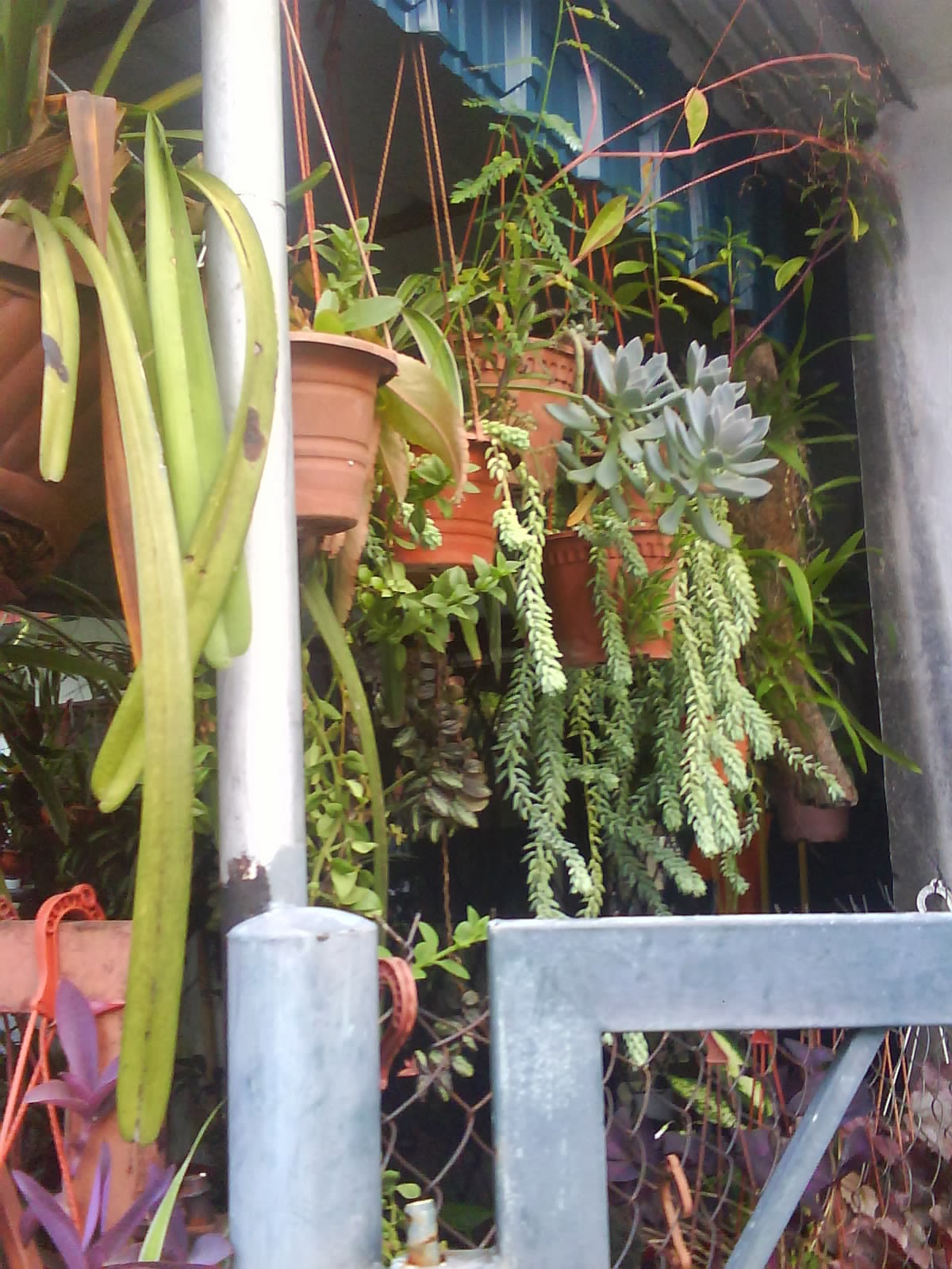 Garden Chronicles : Succulents