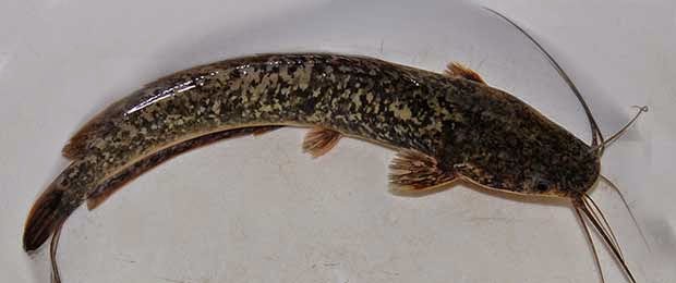 Alat Pernapasan Tambahan Pada Ikan Lele - Berbagai Alat