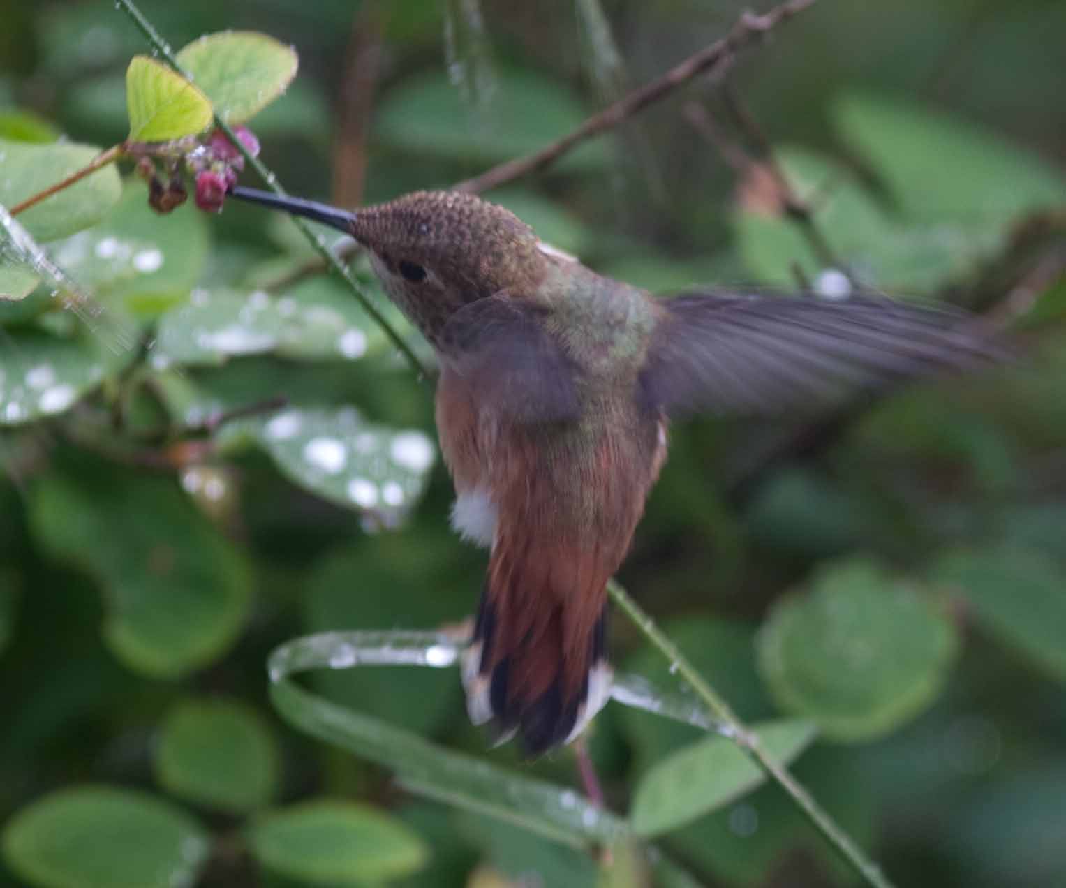 Island Time on Yellow Rufous hummingbirds through the flowering season