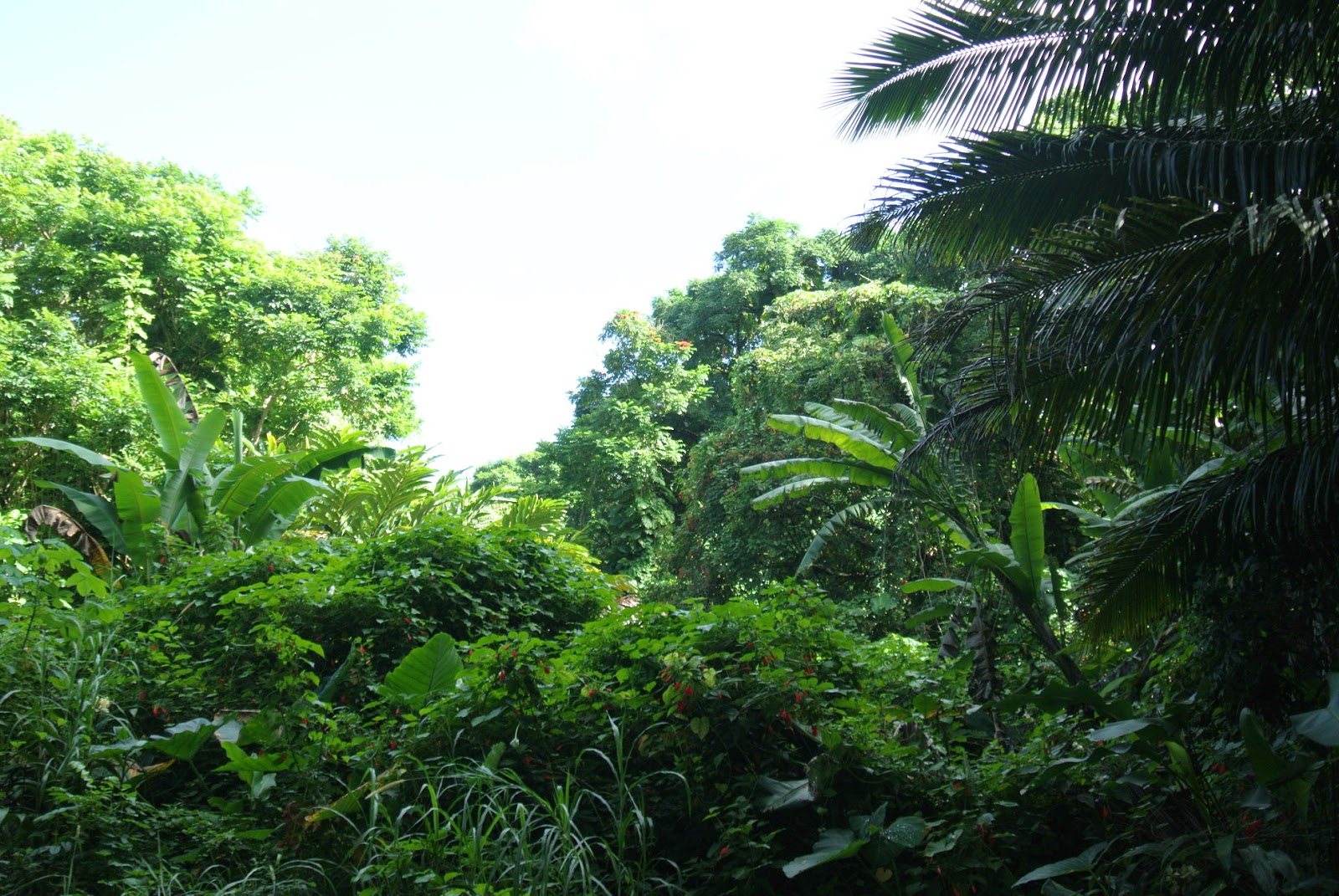 Beautiful Hope Our Road To Hana Itinerary (Maui, HI)