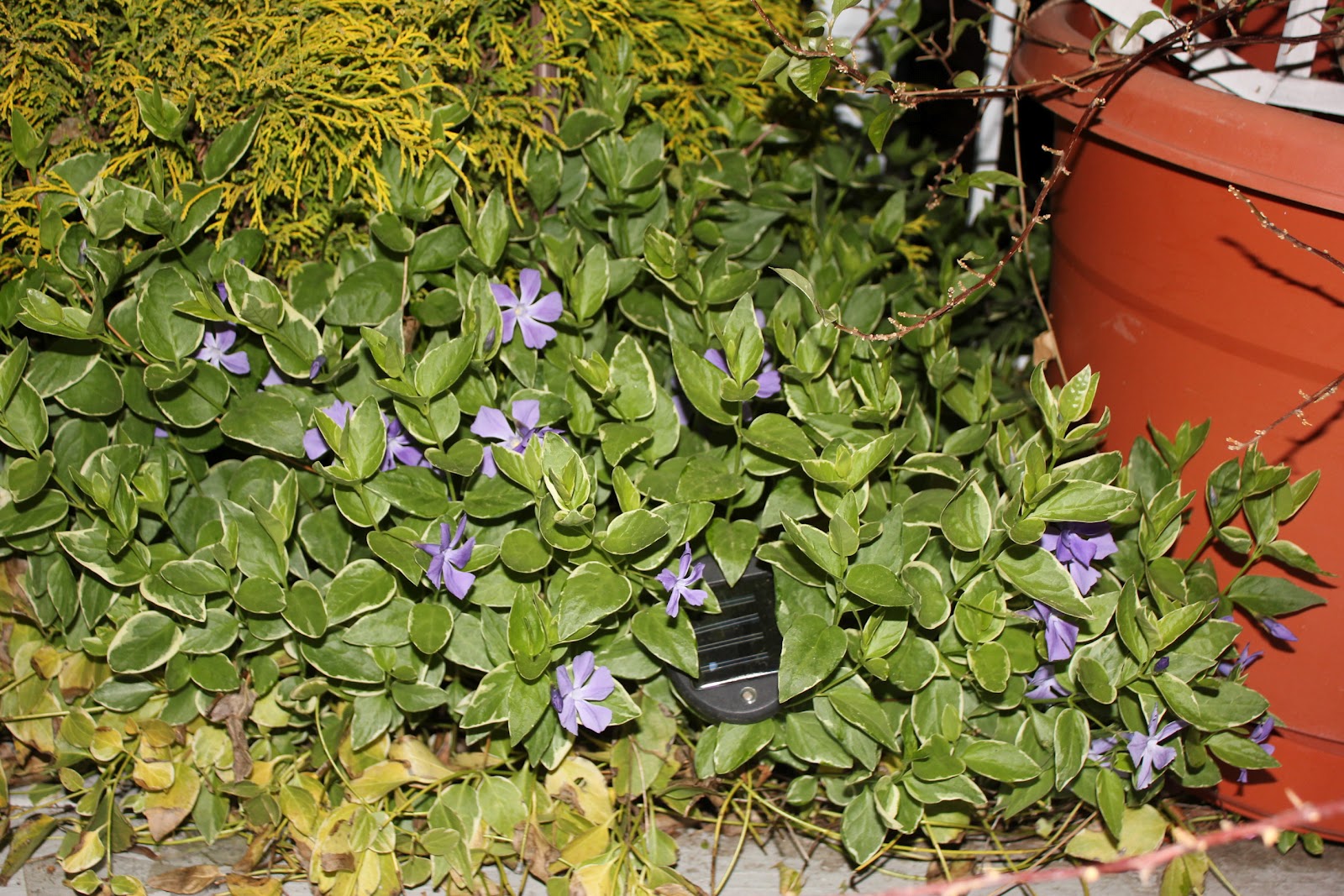 Tropical Gardening in New York City! Vinca Vines, Invasive but beautiful