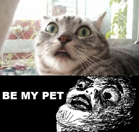 OMG Cat Face - Be My Pet