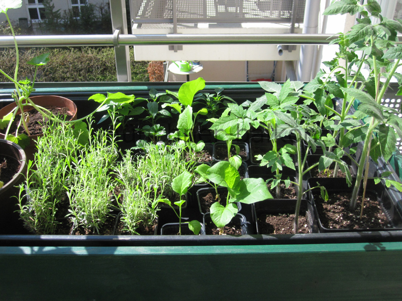 Ein Münchner Balkon: Aktuelle "Pflanzenfabrik" in meinem Wohnzimmer...