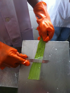 Gel Separated from Aloe Vera Leaves