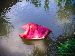 Red Banana Blossom Washed Away Floating On The River Water Flow At Ringdikit Village, North Bali, Indonesia
