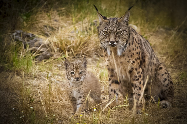 ¿hay Linces en Sanabria?