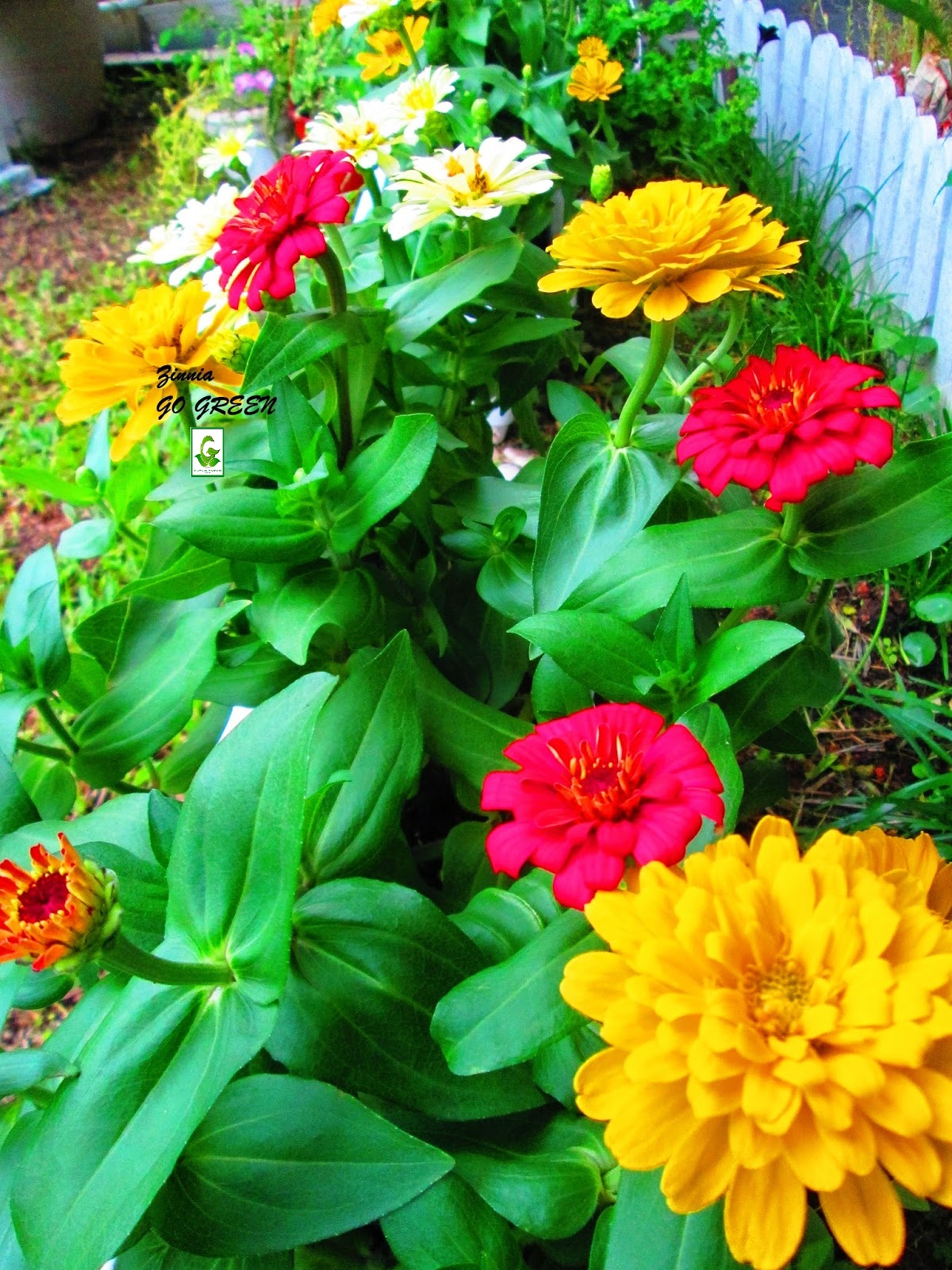gogreendiscovery ZINNIA seeds for sale