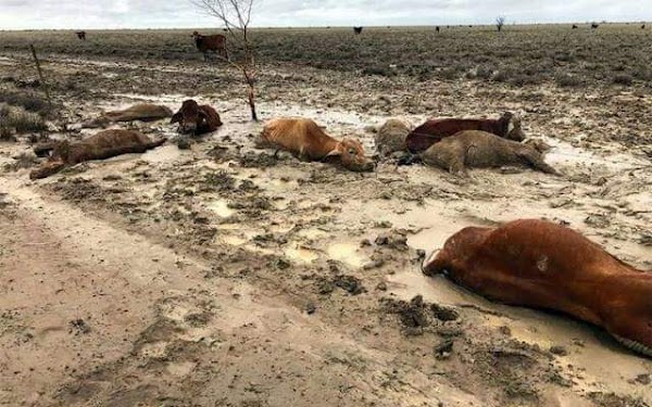 Inundaciones historicas en australia esta acabando con los animales. Inundaciones historicas en australia esta acabando con los animales.