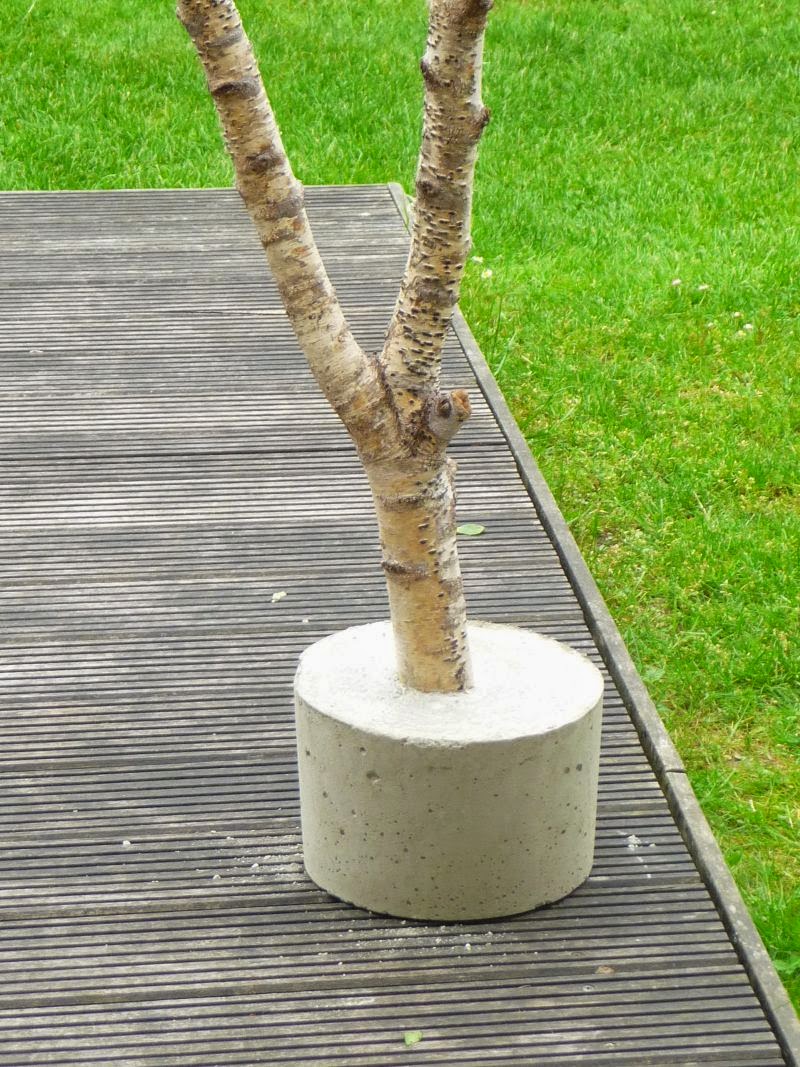 Meine Grune Wiese Birke In Beton