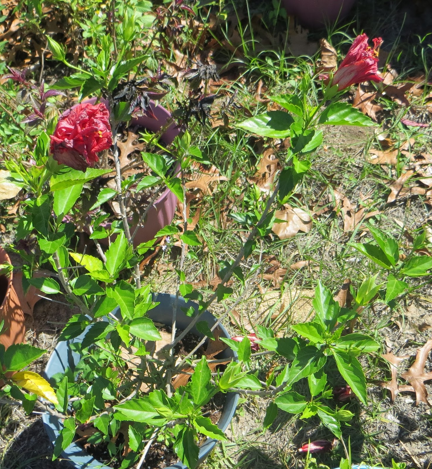 Deborah's Bits and Pieces A Freeze the Week Before Spring, Slow