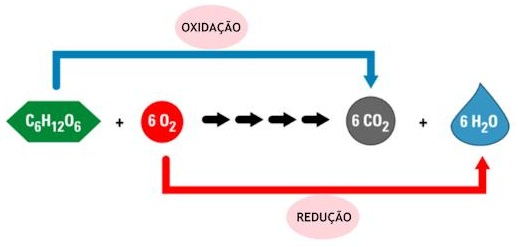 Bloggiologia: Como as células obtêm energia - Respiração Celular