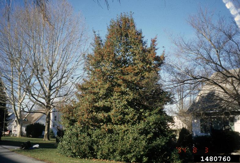 Proven Winners Colorchoice Plant Of The Week Plant Of The Week