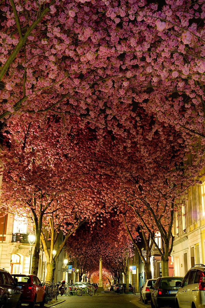  see the world's most marvelous streets shadded by vivid foliage, flowers and trees!