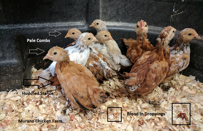 Chicks with coccidiosis Chicks, Crazy chicken lady, Livestock