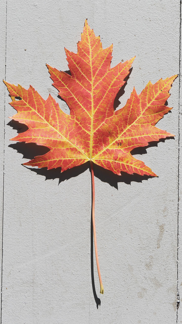 fall-leaf-iphone-wallpaper.jpg