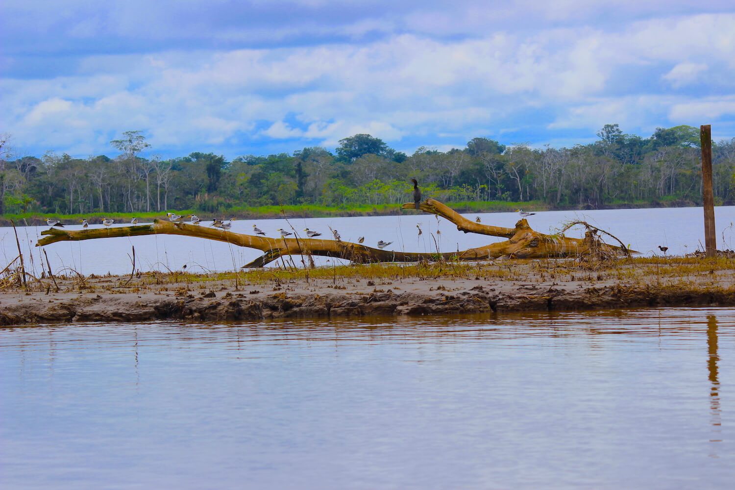 birds on log in amazon river