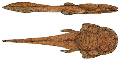Phyllolepis
